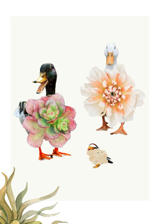 Duckwers